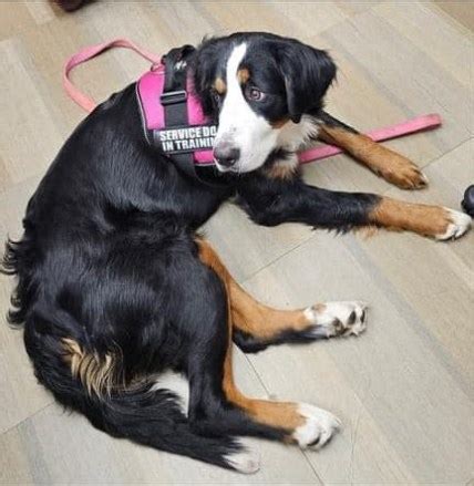 Missing Bernese mountain dog found by hikers in Colorado mountains after nearly two months
